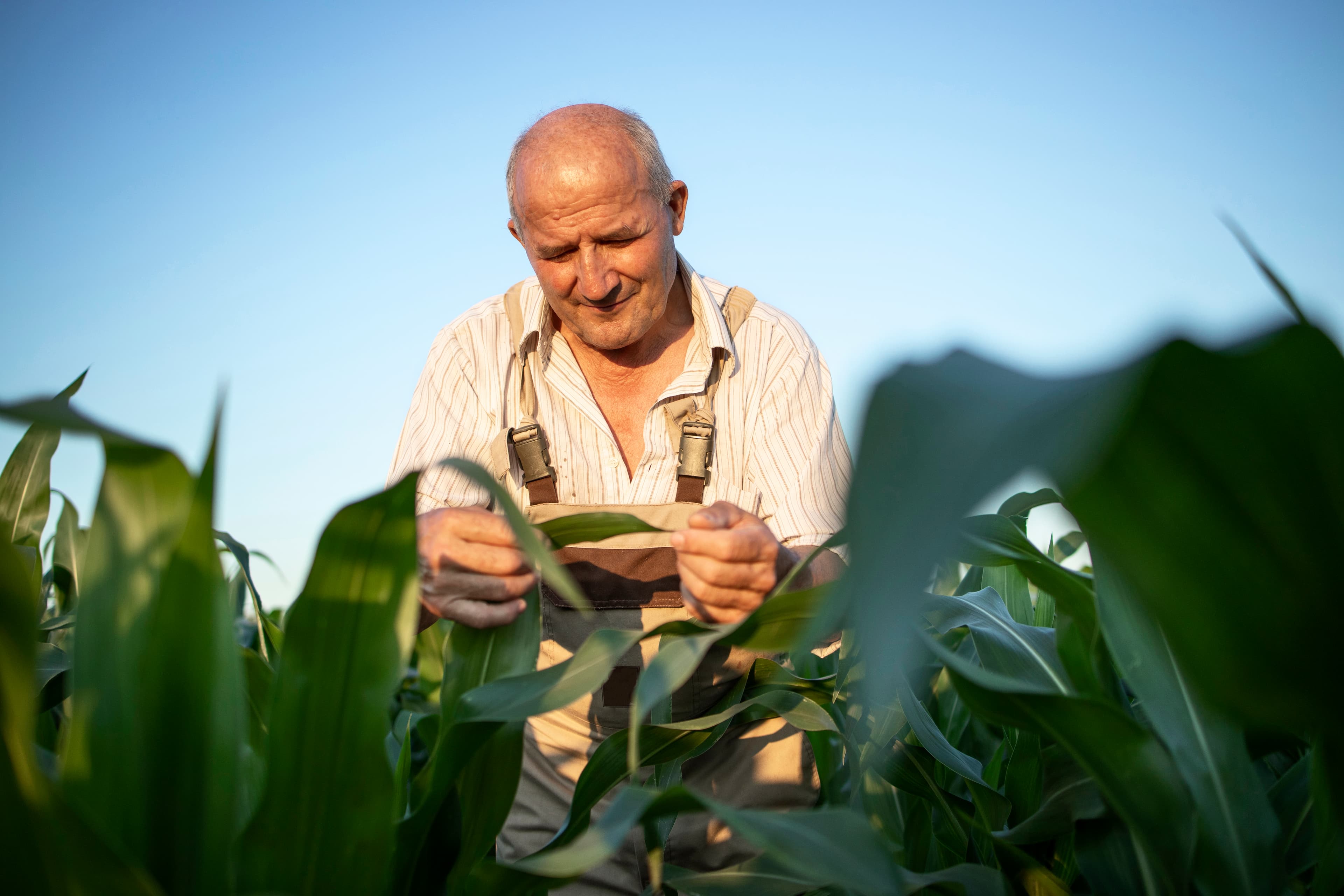 Produtor rural em campo de milho